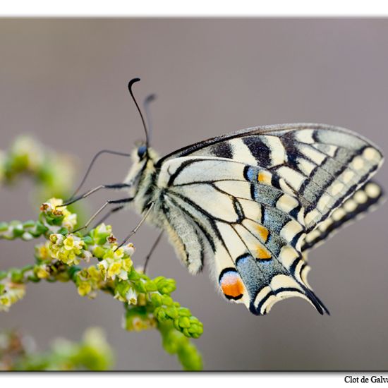 Papilio machaon: Animal in habitat Rock areas in the NatureSpots App