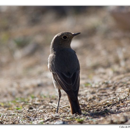 Black Redstart: Animal in habitat Rocky coast in the NatureSpots App