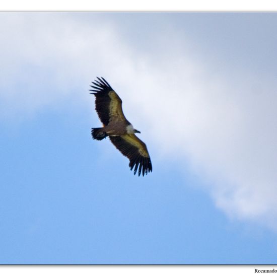 Griffon Vulture: Animal in habitat Mountain in the NatureSpots App