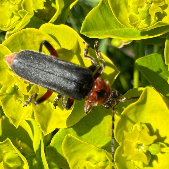 Cantharis rustica: Animal in nature in the NatureSpots App