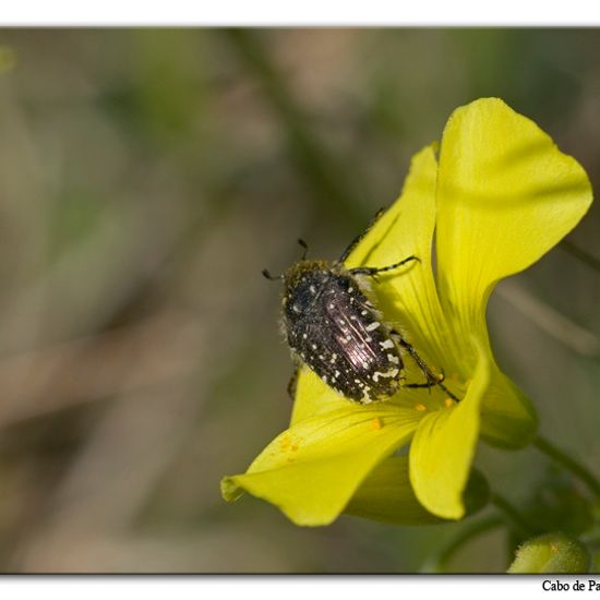 Oxythyrea funesta: Animal in habitat Rocky coast in the NatureSpots App