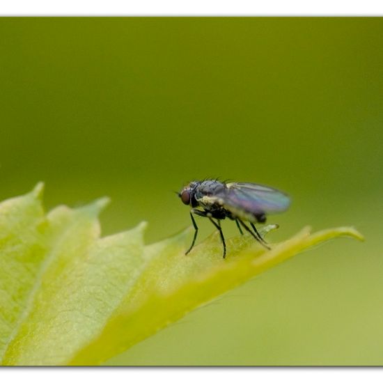Minierfliegen: Tier im Habitat Garten in der NatureSpots App