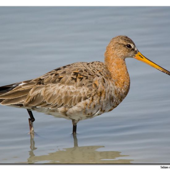 Black-tailed Godwit: Animal in habitat Marine habitat in the NatureSpots App