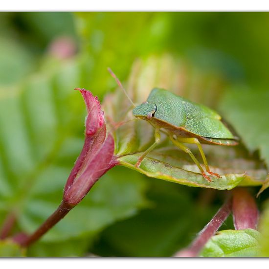 Grüne Stinkwanze: Tier im Habitat Garten in der NatureSpots App