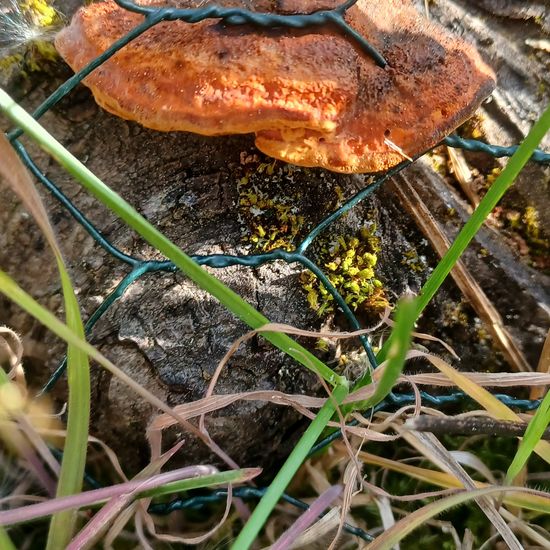 Gloeophyllum sepiarium: Mushroom in habitat Garden in the NatureSpots App