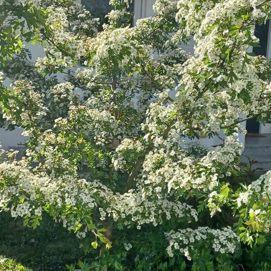 Zweigriffeliger Weißdorn: Pflanze im Habitat Stadt und Garten in der NatureSpots App