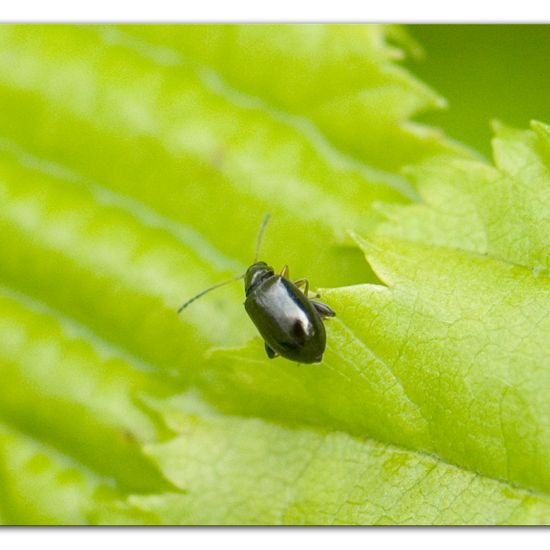 Alticinae: Tier im Habitat Garten in der NatureSpots App