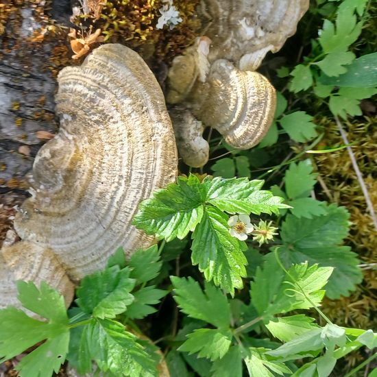 Buckel-Tramete: Pilz im Habitat Garten in der NatureSpots App