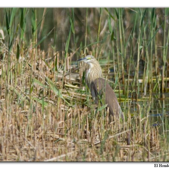 Squacco Heron: Animal in habitat Freshwater habitat in the NatureSpots App