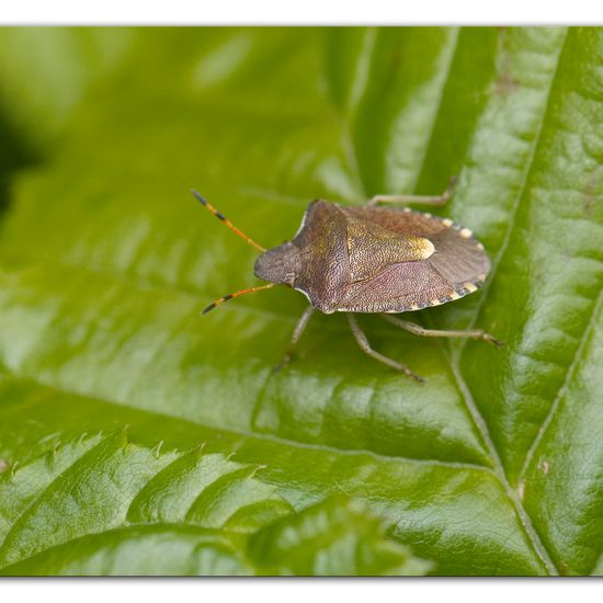 Peribalus strictus: Tier im Habitat Garten in der NatureSpots App