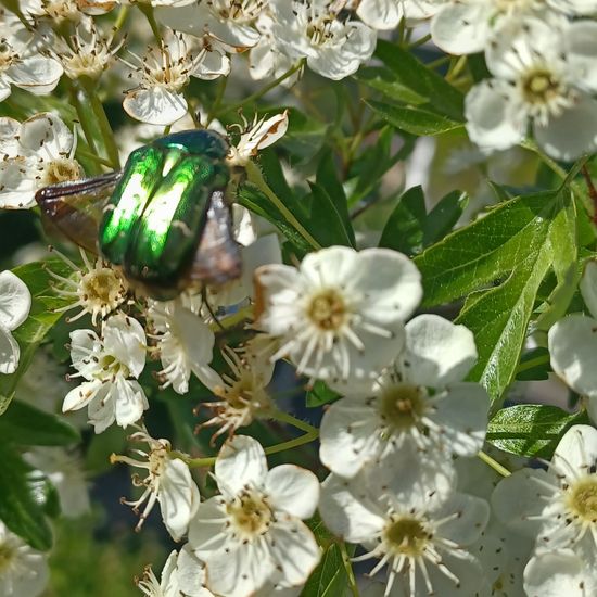 Rosenkäfer: Tier im Habitat Stadt und Garten in der NatureSpots App