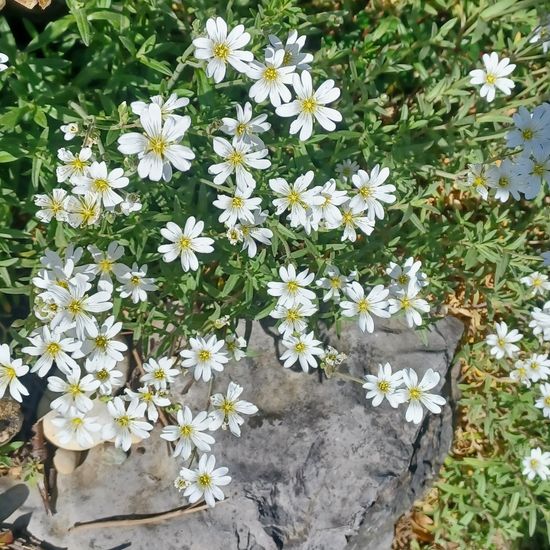 Cerastium comatum: Pflanze in der Natur in der NatureSpots App