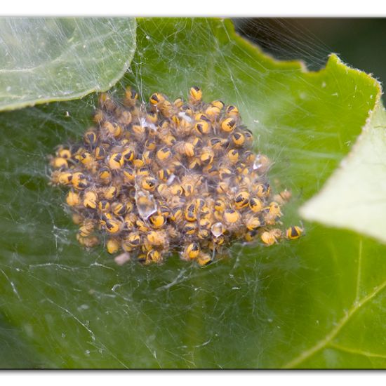 Gartenkreuzspinne: Tier im Habitat Garten in der NatureSpots App