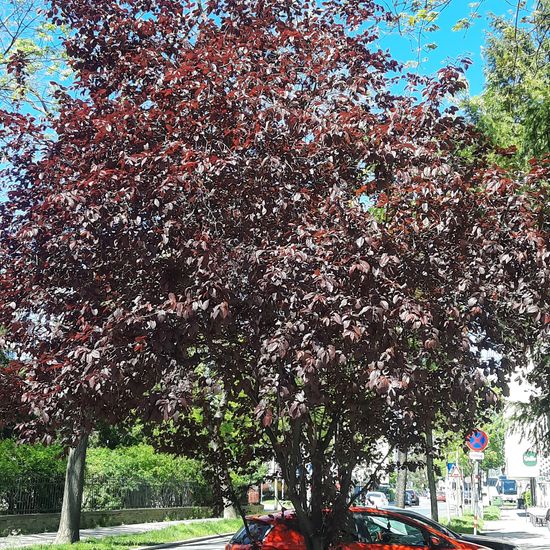 Prunus cerasifera: Plant in habitat City and Urban in the NatureSpots App