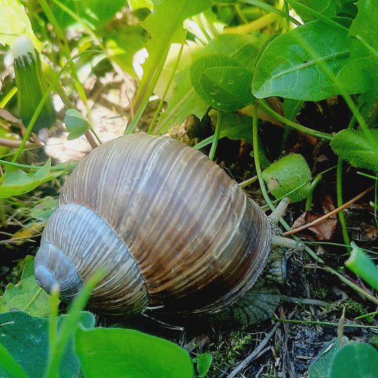 Helix pomatia: Animal in habitat Park in the NatureSpots App