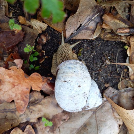 Weinbergschnecke: Tier im Habitat Wald der gemäßigten Breiten in der NatureSpots App