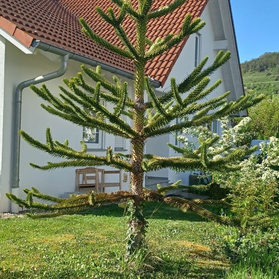 Araucaria araucana: Plant in habitat City and Urban in the NatureSpots App