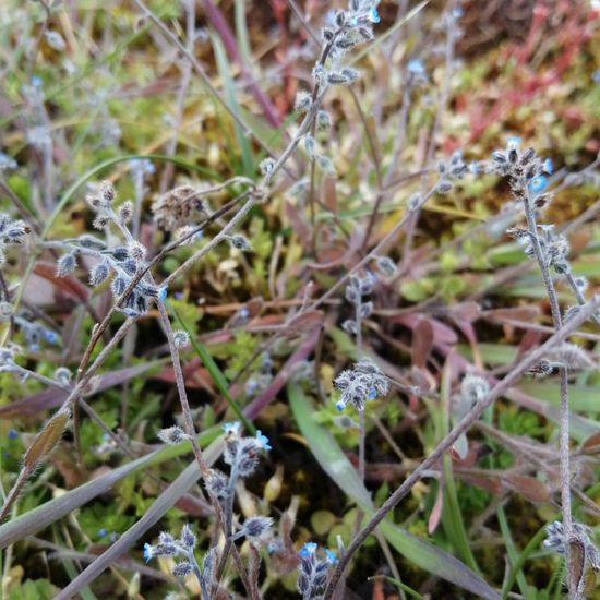 Myosotis ramosissima: Plant in habitat Desert in the NatureSpots App