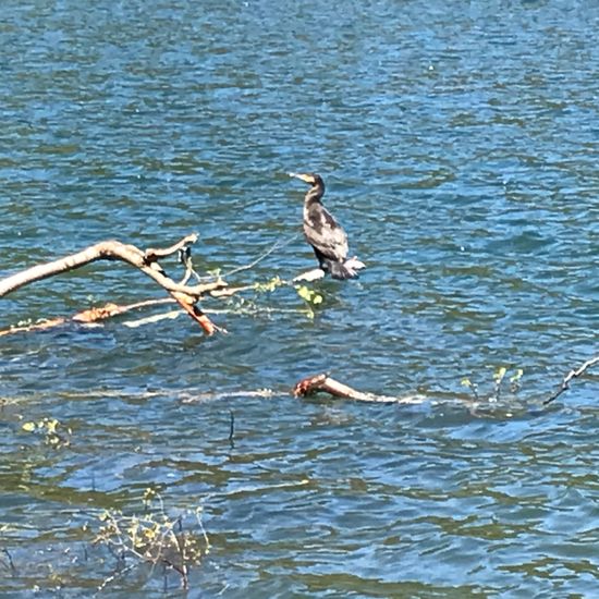 Great Cormorant: Animal in habitat Lake in the NatureSpots App