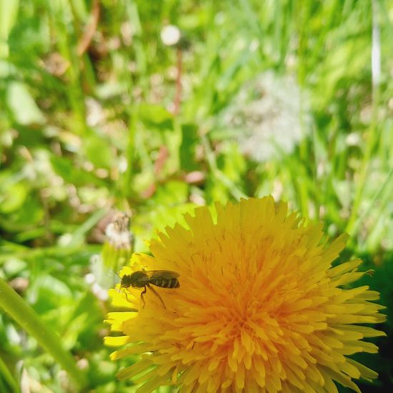 Lasioglossum malachurum: Tier im Habitat Park in der NatureSpots App