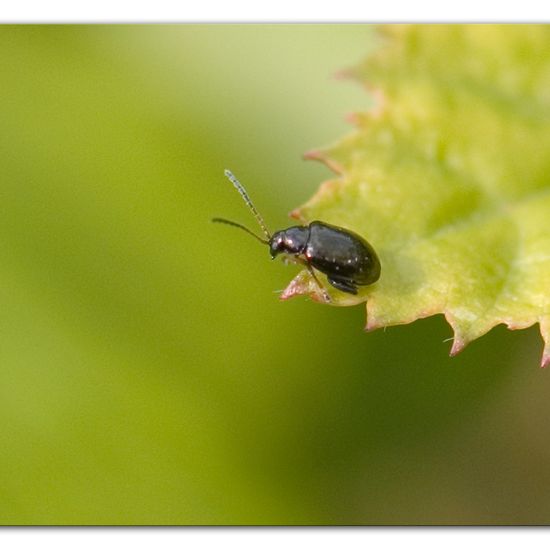 Alticinae: Tier im Habitat Garten in der NatureSpots App