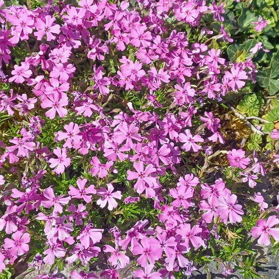 Polster-Phlox: Pflanze im Habitat Stadt und Garten in der NatureSpots App