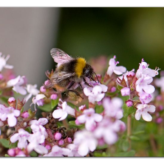 Wiesenhummel: Tier im Habitat Garten in der NatureSpots App