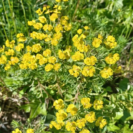 Euphorbia cyparissias: Plant in habitat City and Urban in the NatureSpots App