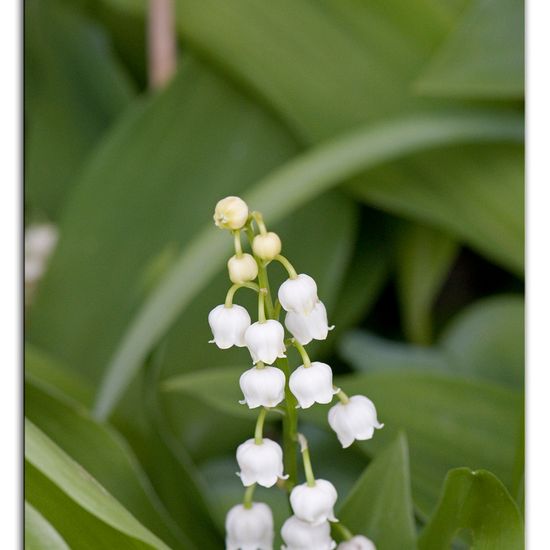 Convallaria majalis: a Plant nature observation in the ecosystem Garden ...