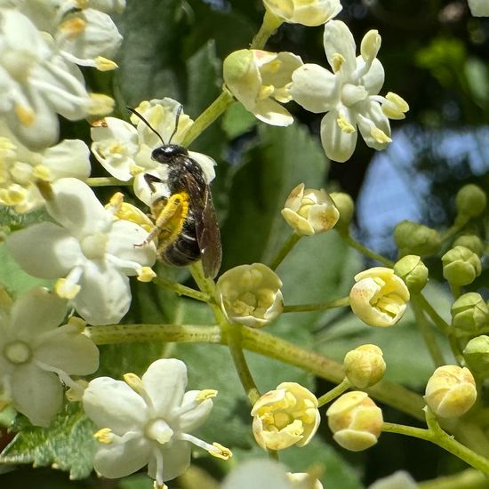 Lasioglossum malachurum: Tier im Habitat Garten in der NatureSpots App