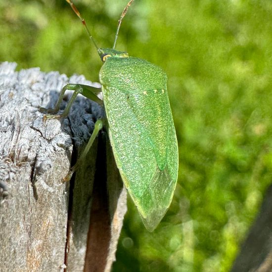 Grüne Reiswanze: Tier im Habitat Garten in der NatureSpots App