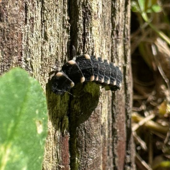 Lampyridae: Animal in habitat Garden in the NatureSpots App