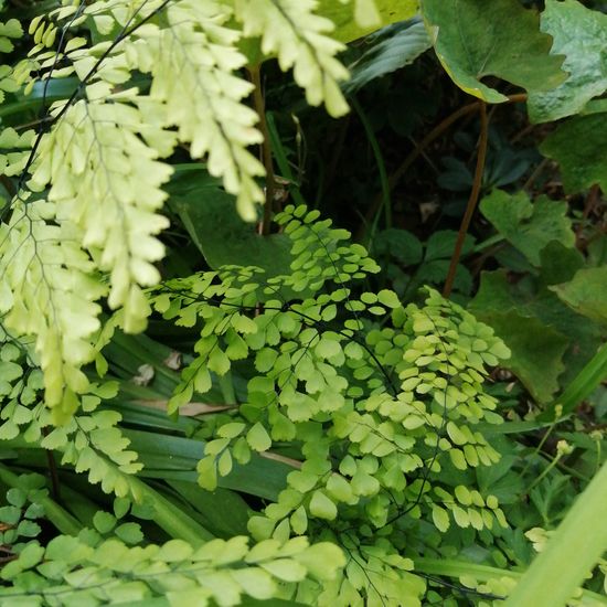 Adiantum formosum: Pflanze im Habitat Garten in der NatureSpots App