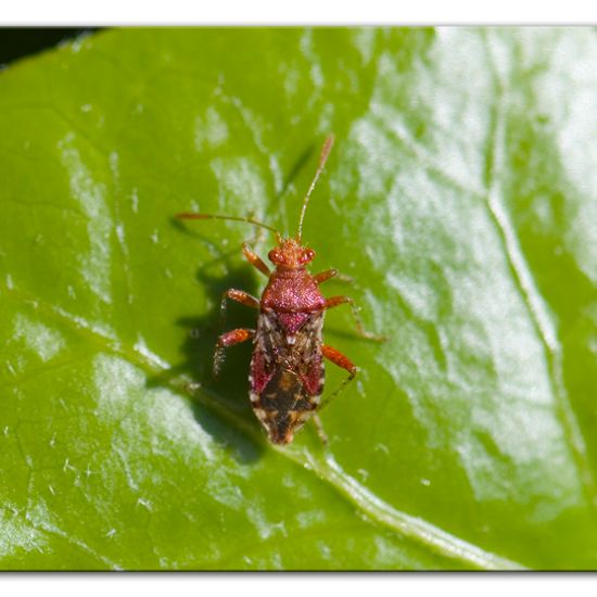 Rhopalus subrufus: Tier im Habitat Garten in der NatureSpots App