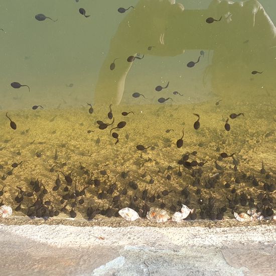 Erdkröte: Tier im Habitat Teich in der NatureSpots App