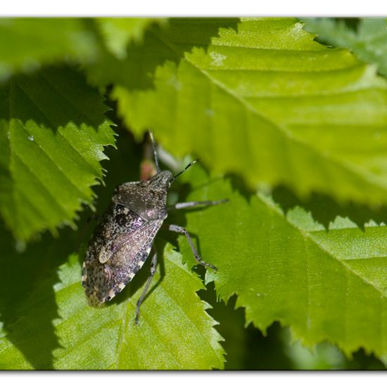 Graue Gartenwanze: Tier im Habitat Garten in der NatureSpots App