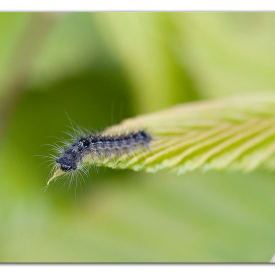 Schwammspinner: Tier im Habitat Garten in der NatureSpots App