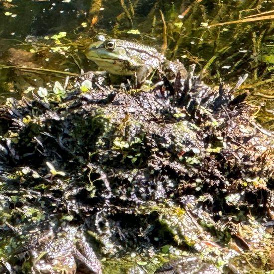 Teichfrosch: Tier im Habitat Süßwasser in der NatureSpots App