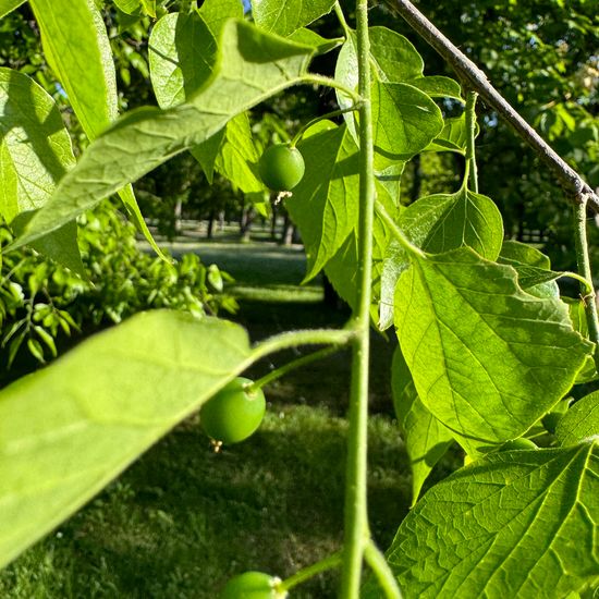 Celtis occidentalis: Plant in habitat Park in the NatureSpots App