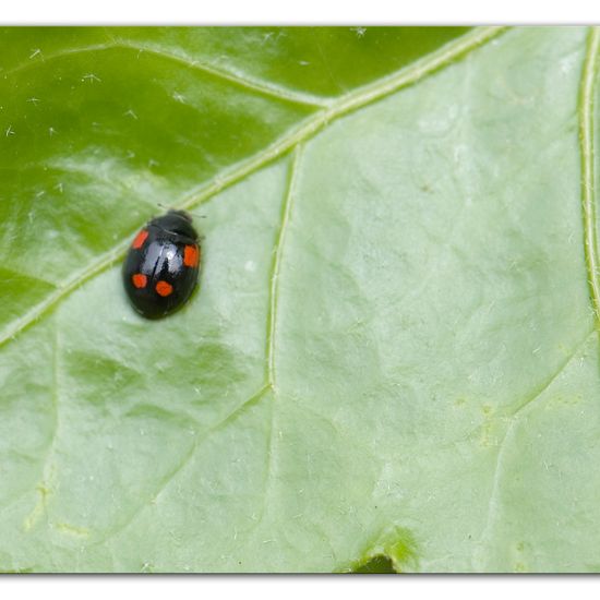 Harmonia axyridis: Animal in habitat Garden in the NatureSpots App