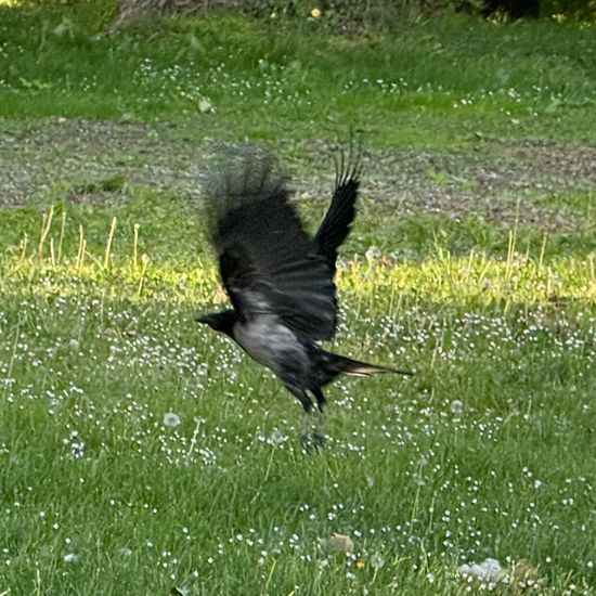 Nebelkrähe: Tier im Habitat Park in der NatureSpots App