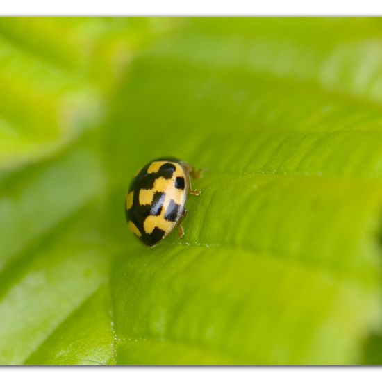 Propylea quatuordecimpunctata: Animal in habitat Garden in the NatureSpots App