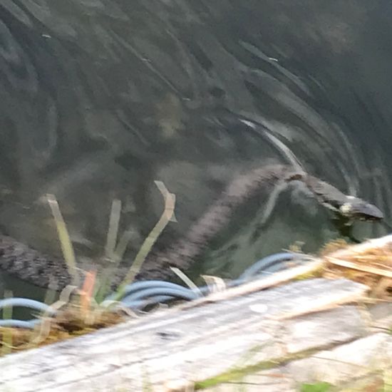 Grass snake: Animal in habitat Lake in the NatureSpots App