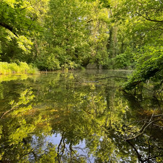 Landscape: Freshwater in habitat Pond in the NatureSpots App