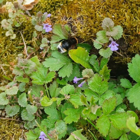 Gundermann: Pflanze im Habitat Garten in der NatureSpots App