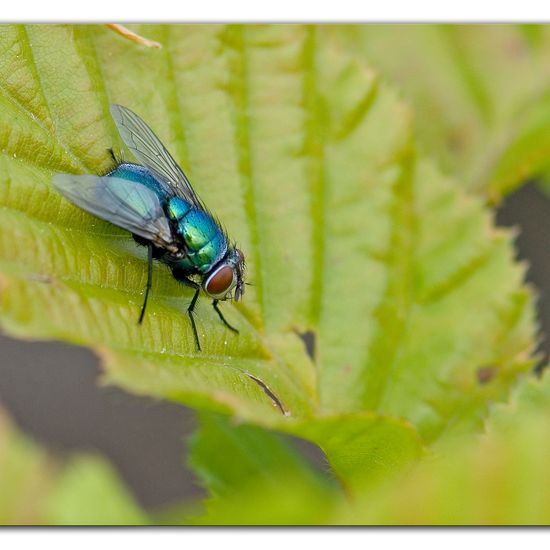 Eine unbekannte Art: Tier im Habitat Garten in der NatureSpots App