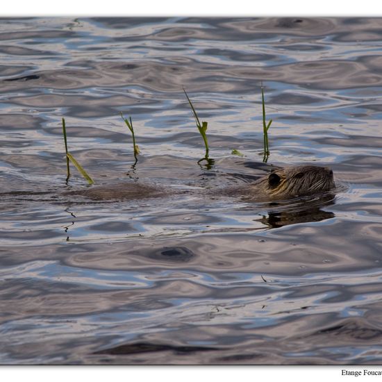 Nutria: Tier im Habitat Teich in der NatureSpots App