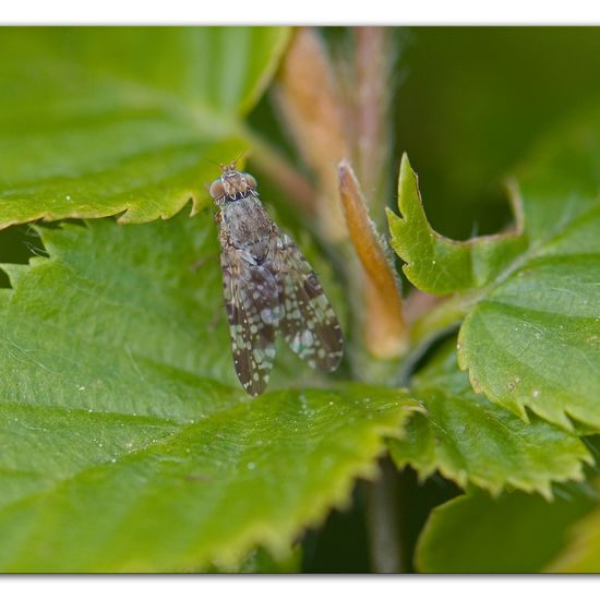 Tephritis vespertina: Tier im Habitat Garten in der NatureSpots App