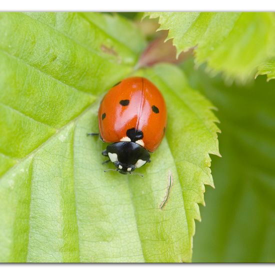 Siebenpunkt-Marienkäfer: Tier im Habitat Garten in der NatureSpots App