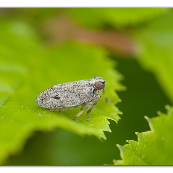 Echte Käferzikade: Tier im Habitat Garten in der NatureSpots App